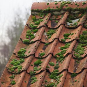 How Often Should You Clean Your Roof?
