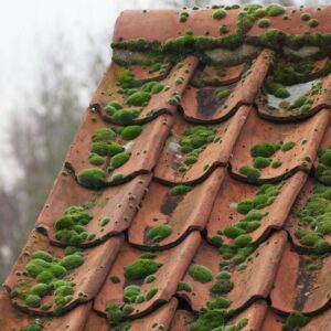 How Often Should You Clean Your Roof?